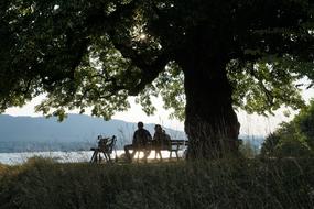 People sitting on the bench near the green tree near the water in Zurich, Switzerland