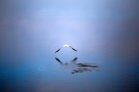 reflection of a flying seagull on the sea surface