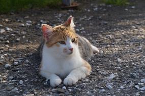 Beautiful and colorful, cute cat, laying on the road in Italy