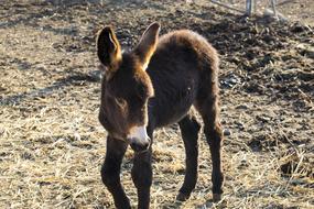 Donkey Animal at Nature