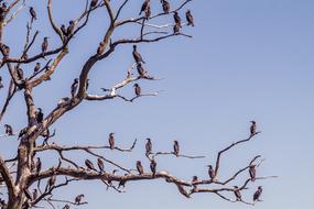 many birds on a tree without leaves on a sunny day