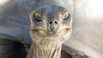 Portrait of the beautiful and cute turtle on the beach of Seychelles
