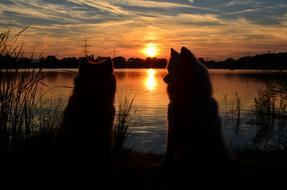 Sunset Lake cats