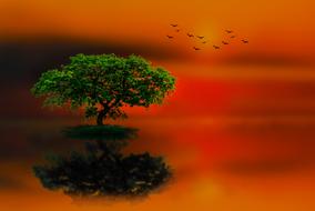 green tree reflected in water at orange dusk