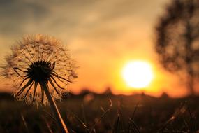 Backlighting Dandelion Sunset