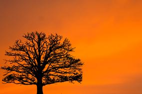Sunset Tree and orange sky