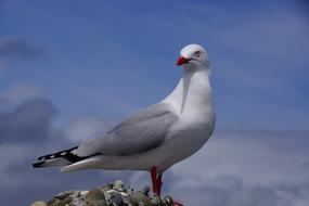 Seagull Sea and blue bird