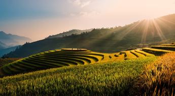 green rice fields in the hills in vietnam