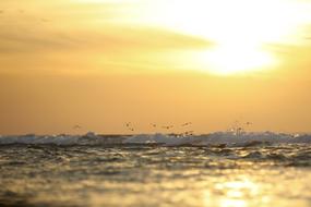 gold Sunset Ocean birds