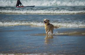 Beautiful and cute Golden retriever dog in the water on the beach in France