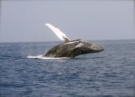 incredible Whale Breaching Ocean