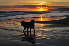 Sunrise water dog