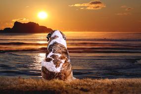Sunset Sea and dog