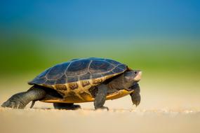 magnificent Sea Turtle Wildlife