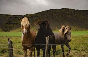 magnificent Horses Animal Brown