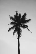 photo of Tropical Palm