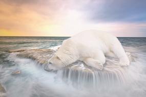 polar bear lies on a stone by the ocean