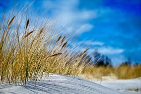 Beautiful beach with yellow grass in Bornholm, Denmark