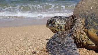 Turtle on Hawaii ocean beach