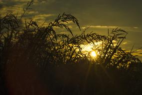 Golden sun in the grass at dusk