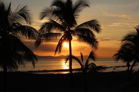 Sunset Orange Yellow palms