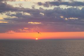 bird flight over the lake during sunset