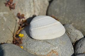 macro photo of a white shell on gray pebbles