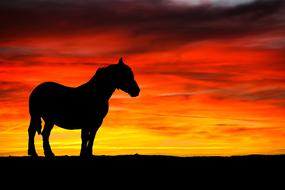 horse silhouette black red sunset