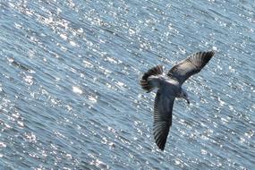 flying seagull over the ocean