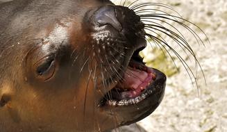 Portrait of the cute and beautiful, brown sea lion