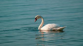 photo of a swan with a long curved neck