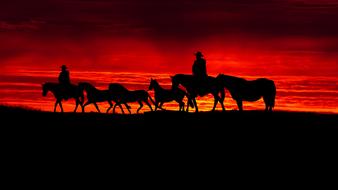 Sunset silhouette of a herd of horses