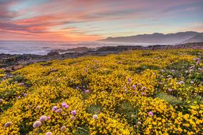 Beautiful landscape with the field with yellow and purple wildflowers in the National Conversation Area in California, USA