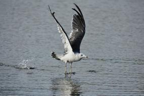 bird on Sea fishing