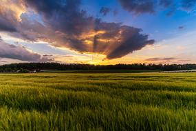 Sunset Evening Sky green grass