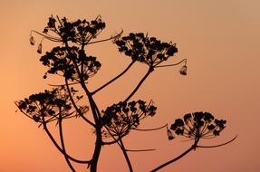 silhouette of a plant with flowers on a background of orange sky