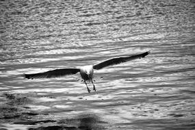 seagull in flight over water in black and white background