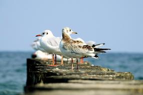 Seagulls Baltic Sea Summer