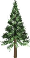 tree evergreen pine green