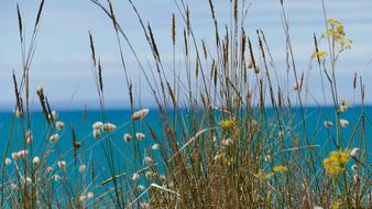 Sea blue dry grass