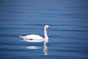 Swan Bird blue water