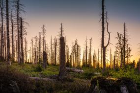 Forest Dead Plant trees