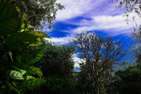 Sky Blue and tree Nature