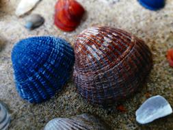 Shells Sand Sea colors
