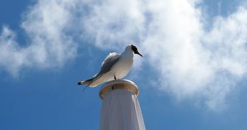 Gull Poultry blue sky