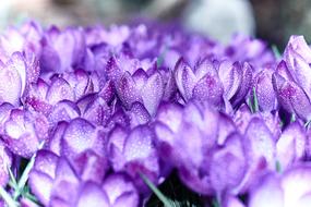 Flowers Crocus Spring violet