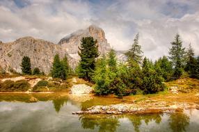 Tofane Dolomites forest
