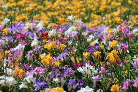 Freesias Field Of Flowers