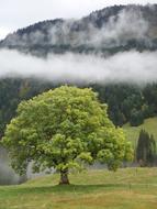 Tree Nature ans fog