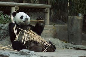 panda chews bamboo at the zoo in china